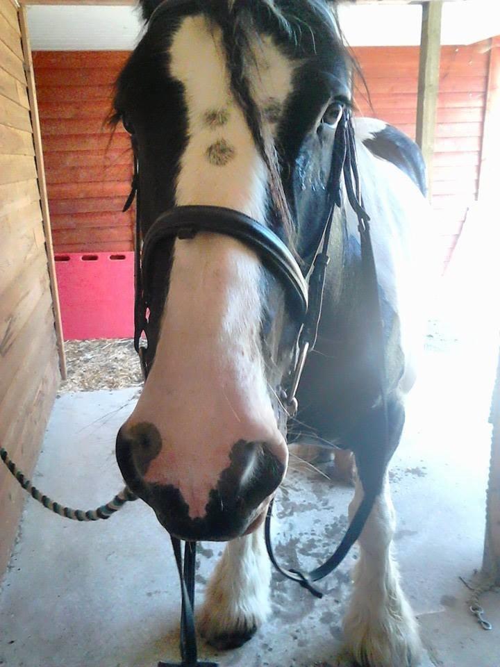 Irish Cob Alana - Alana hjemme efter en god ridetur billede 1