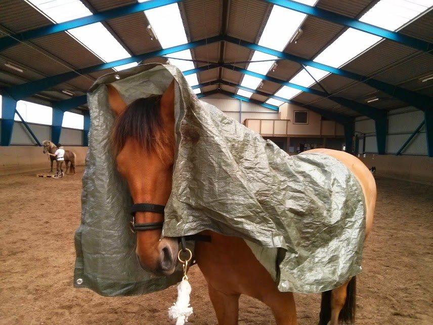 Anden særlig race Mon Chéri billede 25