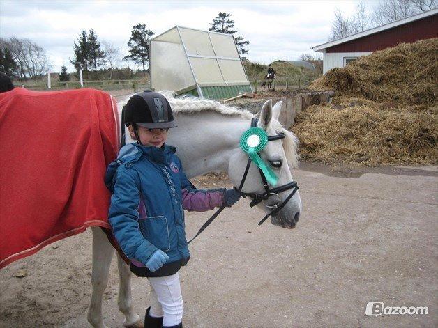DSP Lerbækgårdens miss jessie c billede 3