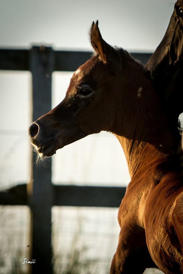 Arabisk fuldblod (OX) Jamil El Bak - Foto taget af Simone Buchholtz Nedergaard (Har fået lov at bruge dem) billede 14