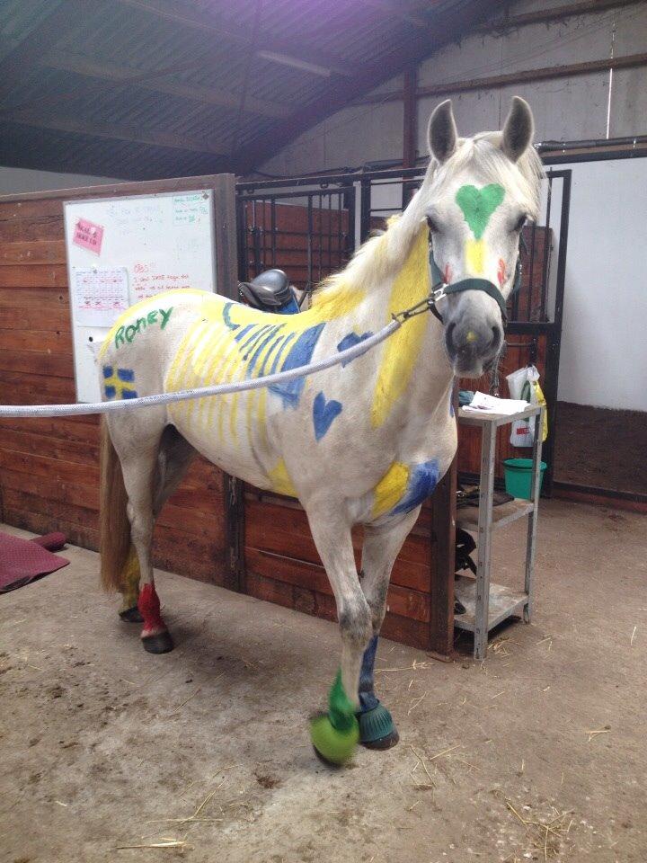 Connemara Roney billede 18