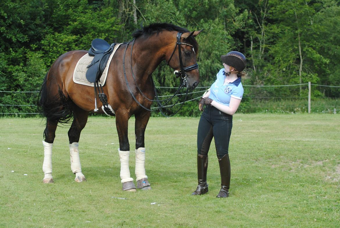 Dansk Varmblod Hjorth's Diamond Boy billede 13