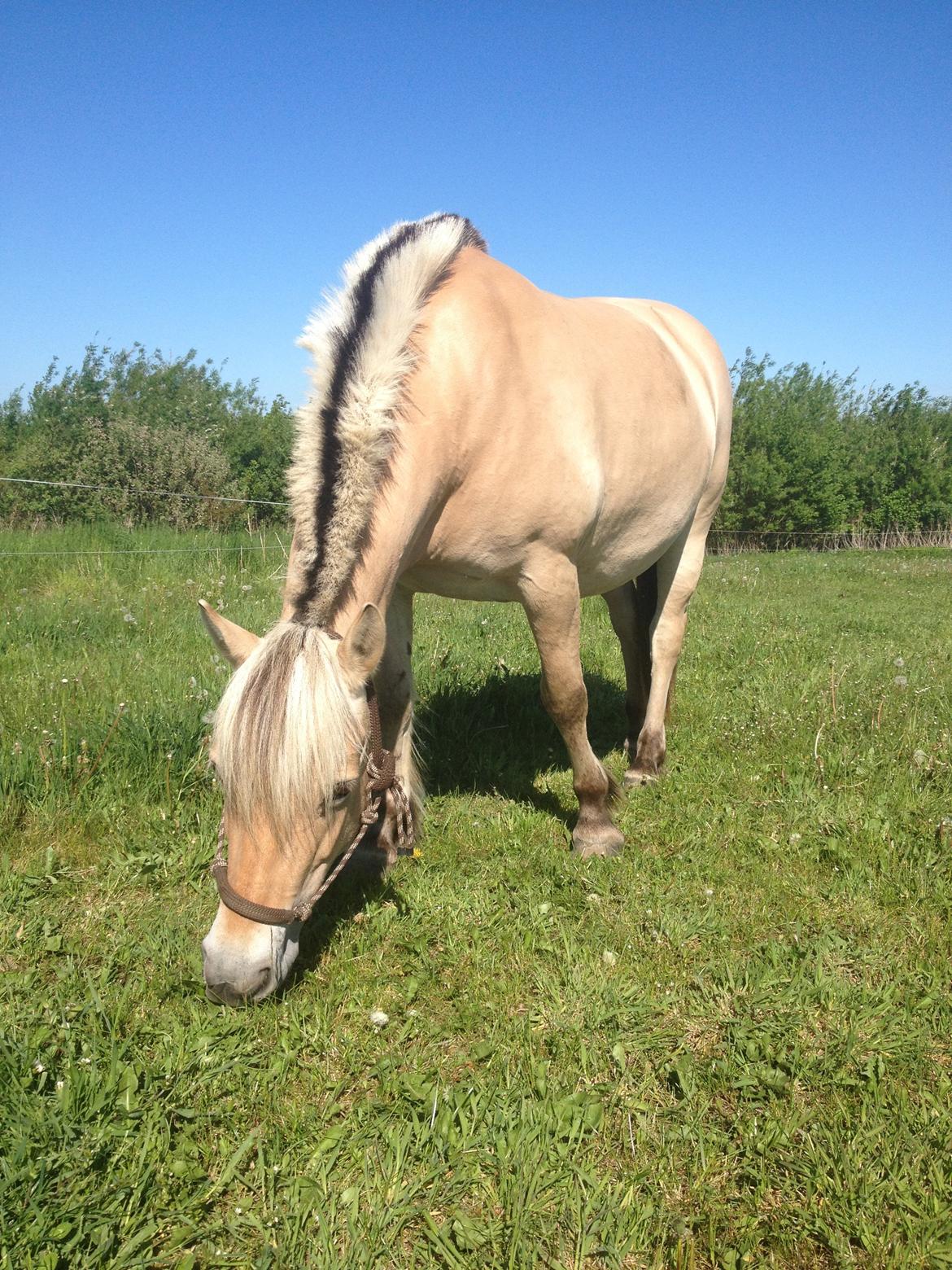 Fjordhest Ronja *Runte Trunte* billede 9