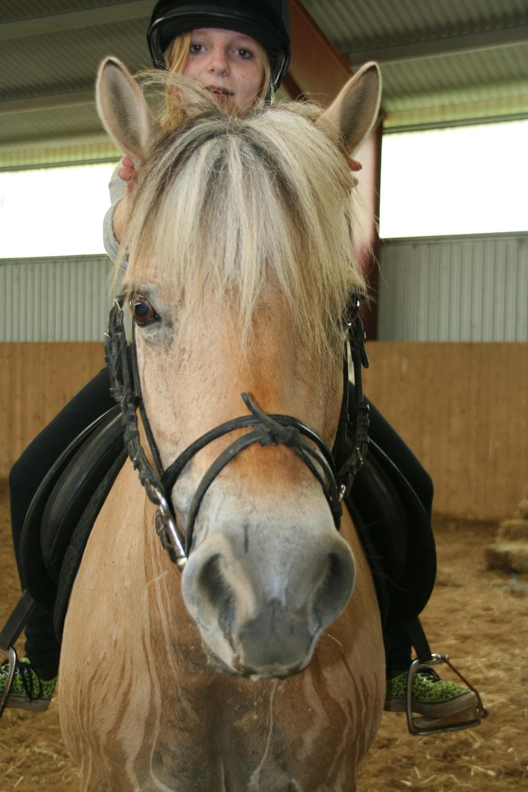 Fjordhest Ronja *Runte Trunte* - En svedig pony efter træning og en veninde der også ville prøve hende:-) billede 8