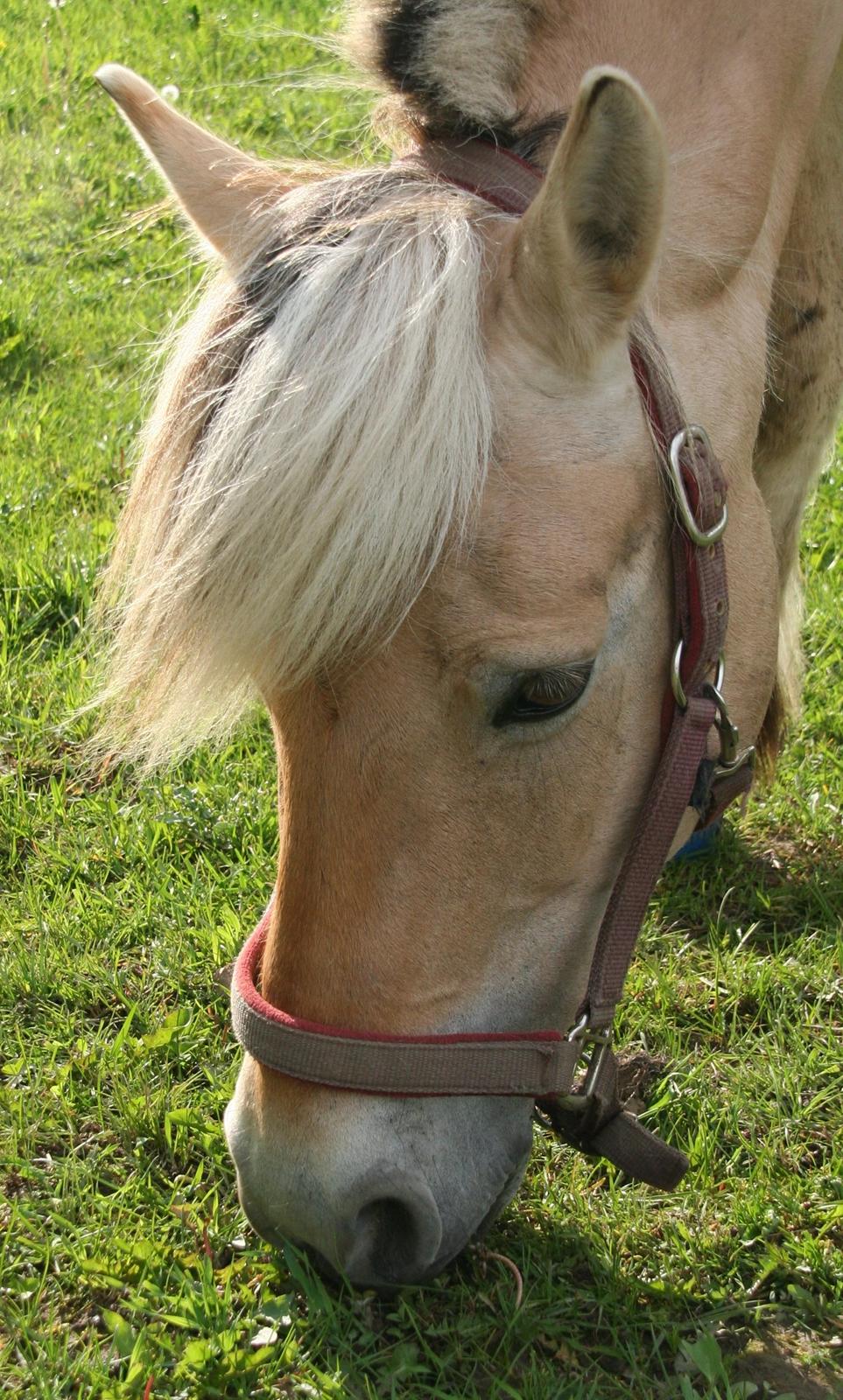 Fjordhest Ronja *Runte Trunte* - Mit forsøg på at få et flot billed af Ronja på folden <3 billede 2