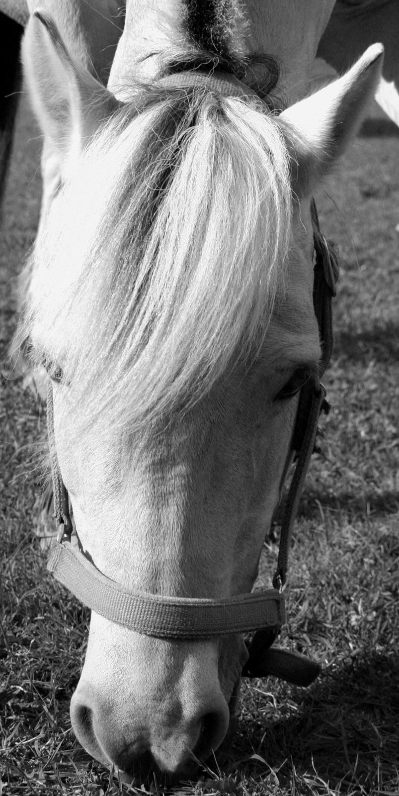 Fjordhest Ronja *Runte Trunte* - You are the angel there fall down from det sky <3 I Love You My Angel <3 billede 7