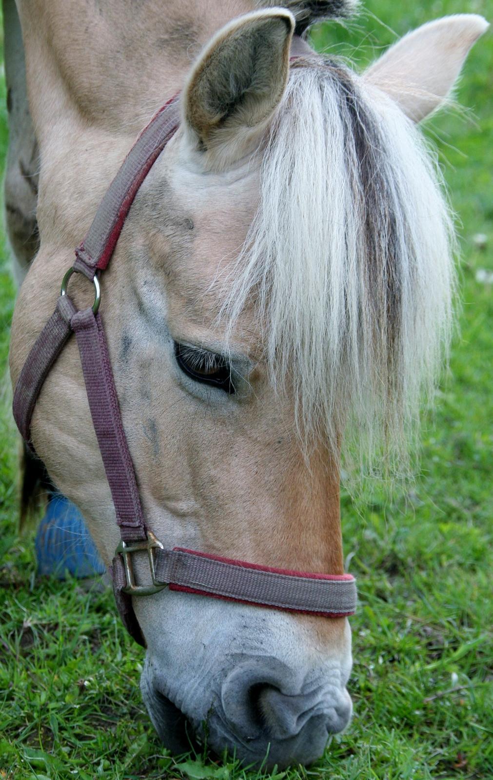 Fjordhest Ronja *Runte Trunte* billede 5