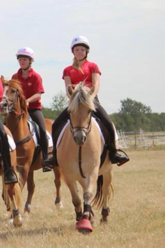 Fjordhest Ronja *Runte Trunte* - Stævne i Tune med en MEGET glad og hurtig ponse <3 billede 3