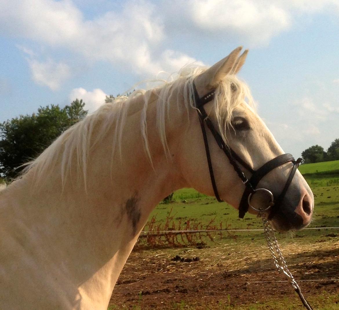 Palomino Lando Blue *PANDA* billede 18