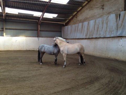 Appaloosa Rowena N (Kimi) billede 2