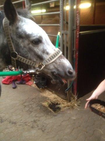Appaloosa Rowena N (Kimi) billede 4
