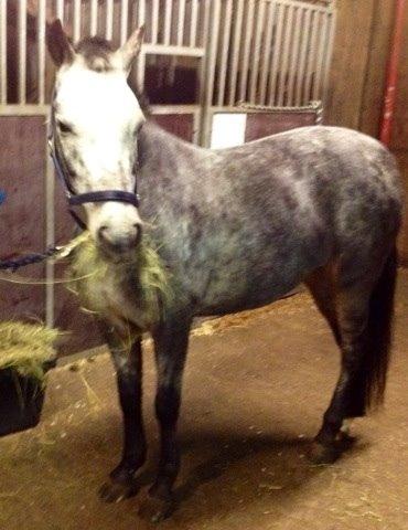 Appaloosa Rowena N (Kimi) billede 5