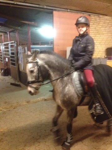 Appaloosa Rowena N (Kimi) billede 6