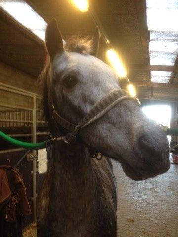 Appaloosa Rowena N (Kimi) billede 7