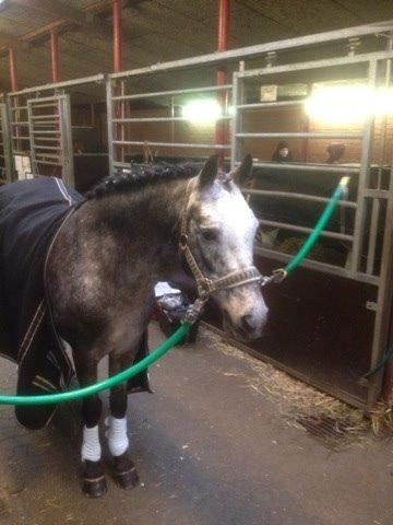 Appaloosa Rowena N (Kimi) billede 8