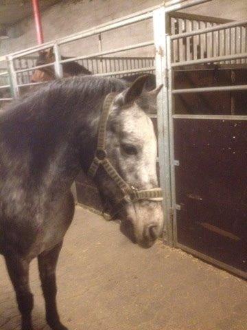 Appaloosa Rowena N (Kimi) billede 9