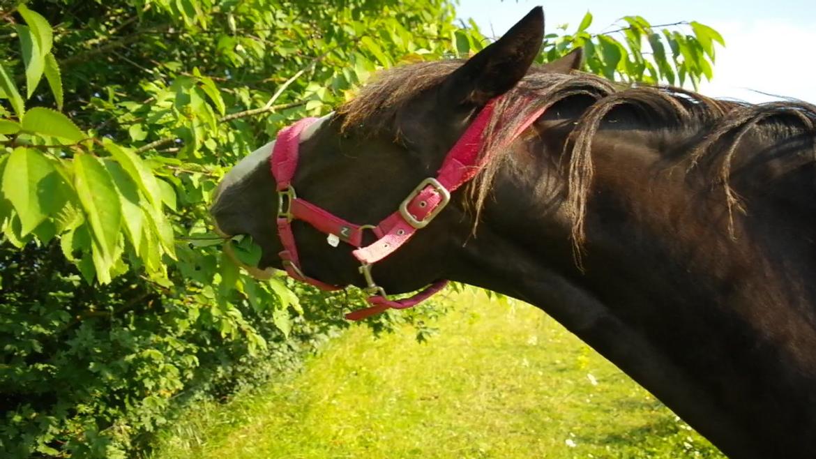 Anden særlig race Bianca billede 18