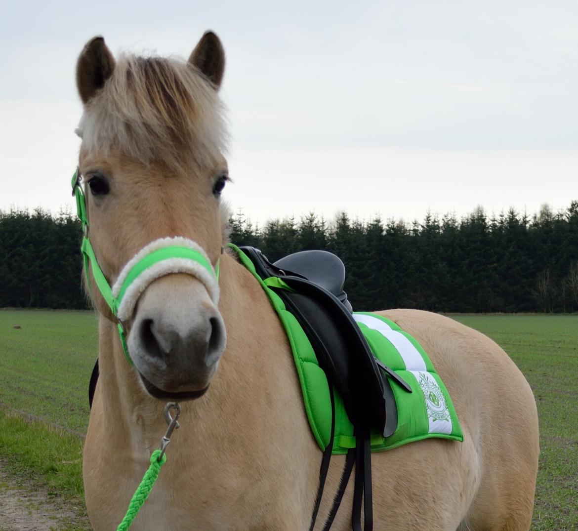 Fjordhest | Odin Møldrup | Hotte  - Hotte er helt vild med grøøøøøøn!  billede 4