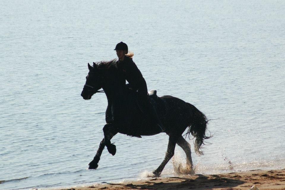 Anden særlig race Chopin billede 8