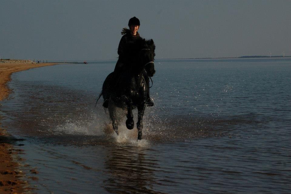 Anden særlig race Chopin billede 3