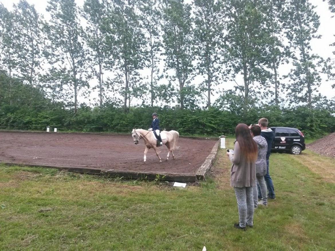 Palomino Fyrstenborgs Golden Hero billede 20