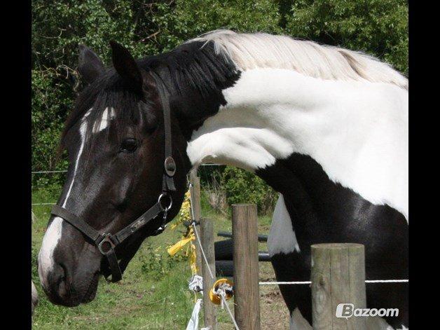 Pinto zæzar billede 1