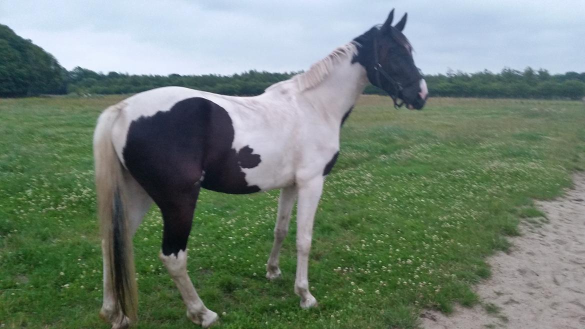 Pinto zæzar billede 2