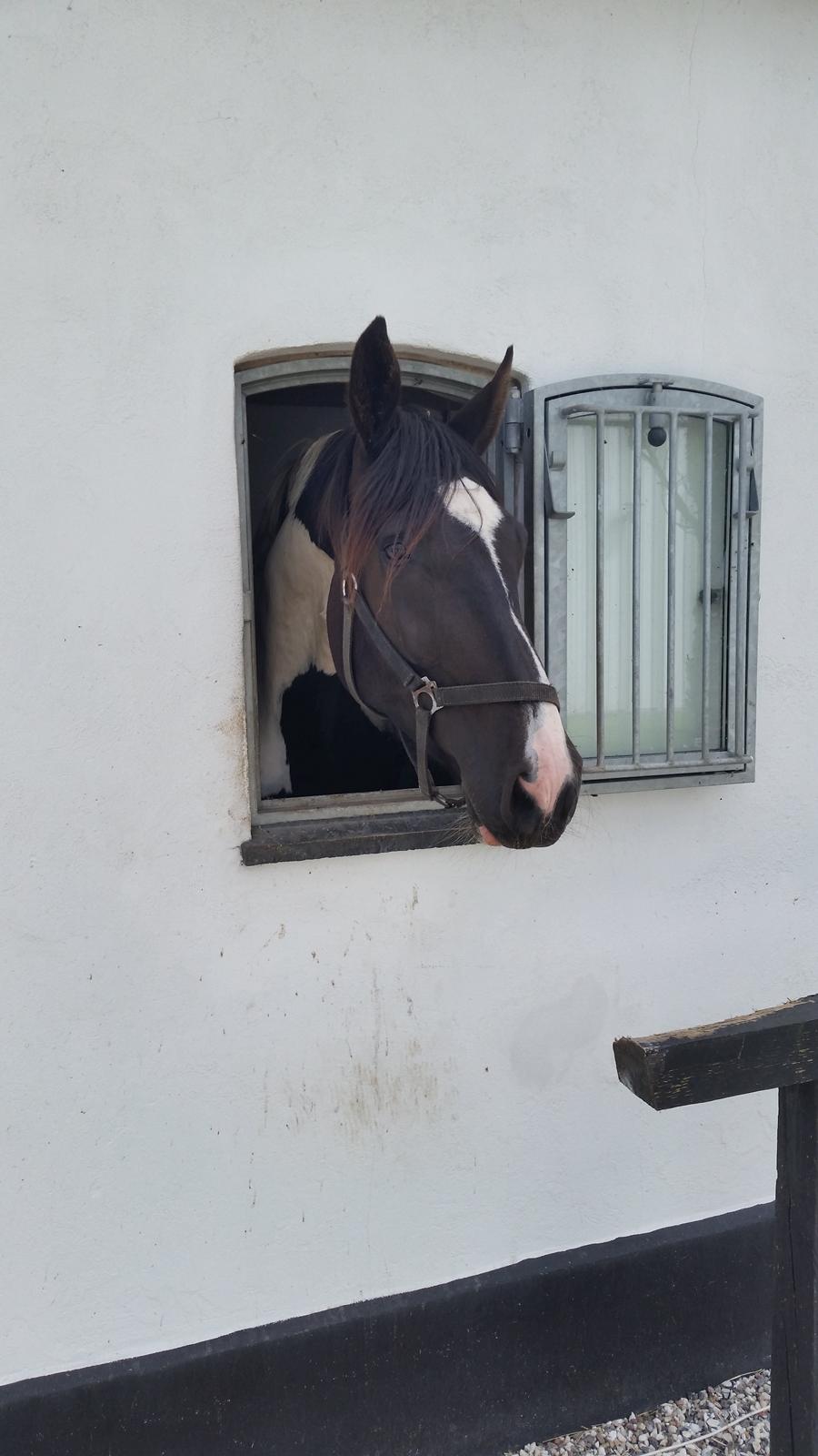 Pinto zæzar billede 3