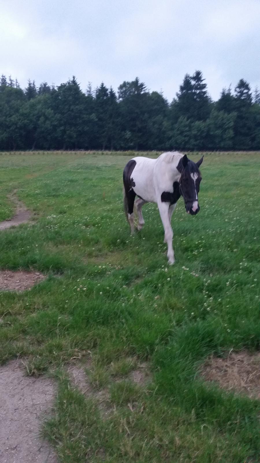 Pinto zæzar billede 4