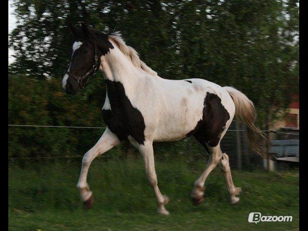 Pinto zæzar billede 5