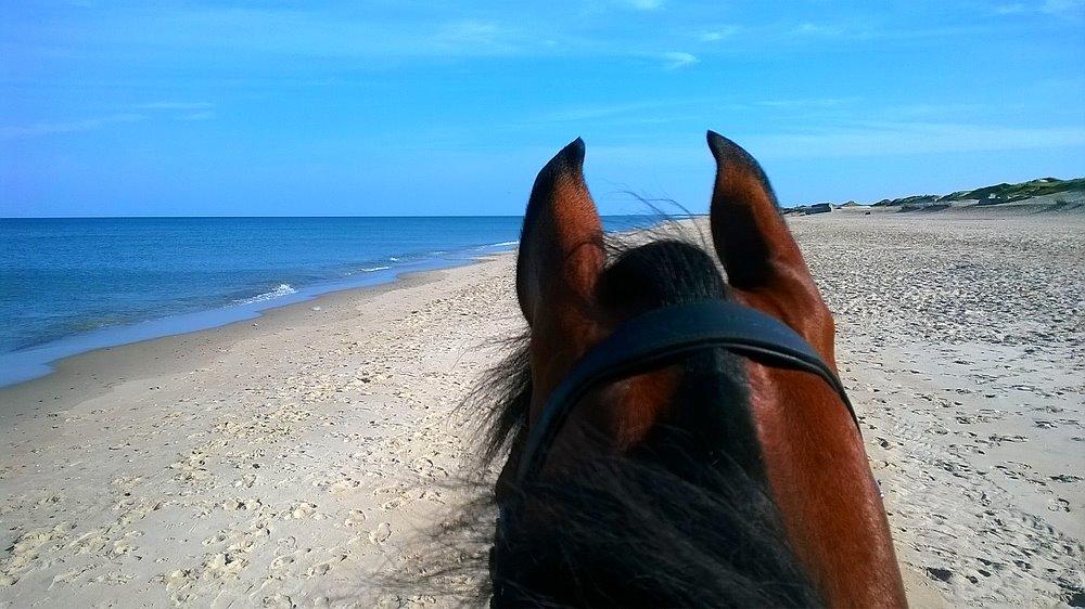 Arabisk fuldblod (OX) Psynselino (SOLGT) - Vesterhavet Juli 2014 billede 31