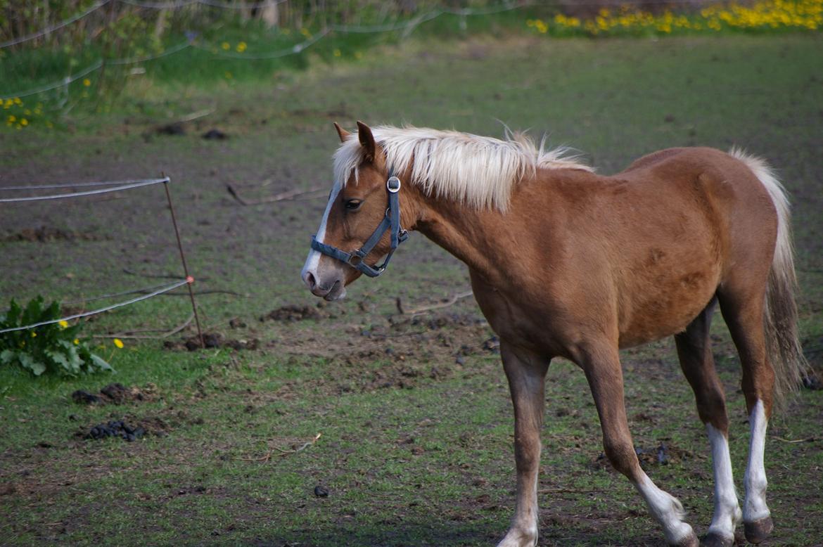 DSP Zippo on fire billede 2
