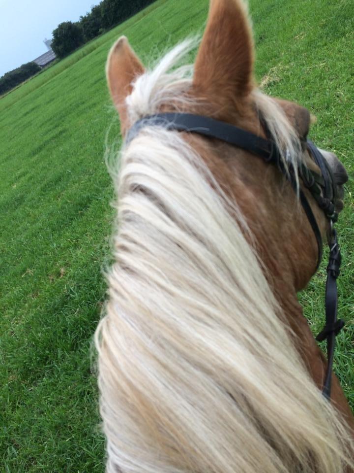 Haflinger Lise billede 13