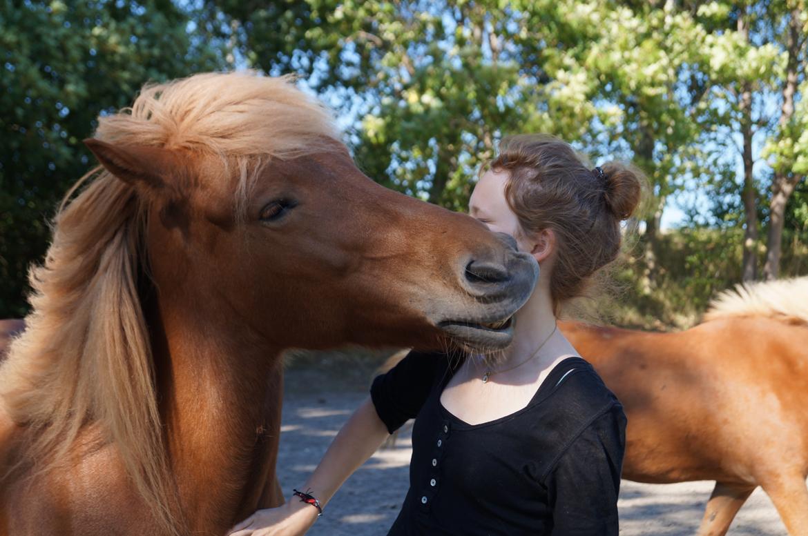 Islænder Stjarni fra Pilegaarden - Et møs fra min dreng. <3 billede 4