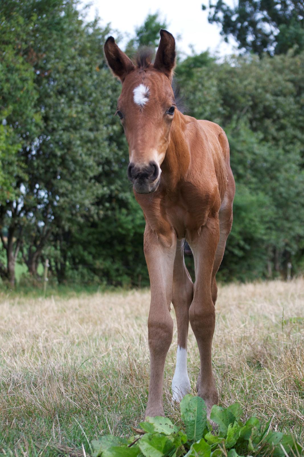 Anden særlig race Stubberupgaards Valentino billede 8