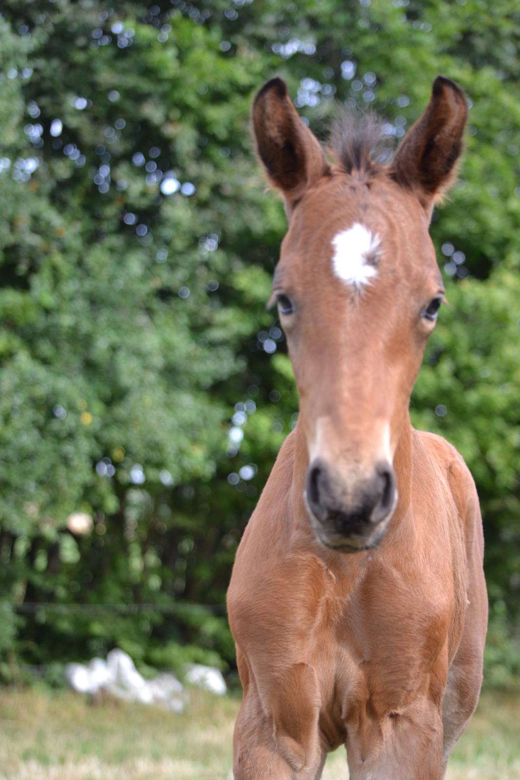 Anden særlig race Stubberupgaards Valentino billede 5
