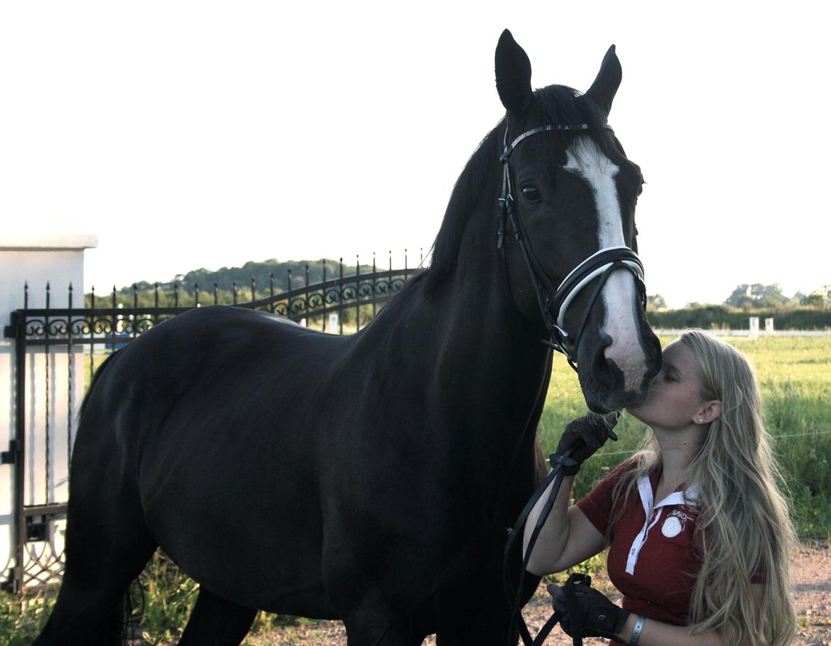 Dansk Varmblod Noble star billede 20