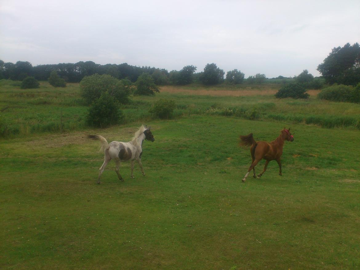 Pinto Araber JH Allonzy *Solgt* R.I.P. 18-01-2017 billede 30