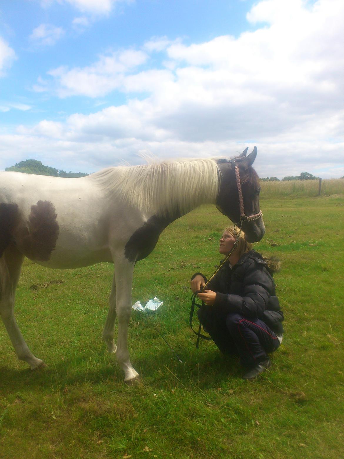 Pinto Araber JH Allonzy *Solgt* R.I.P. 18-01-2017 billede 31