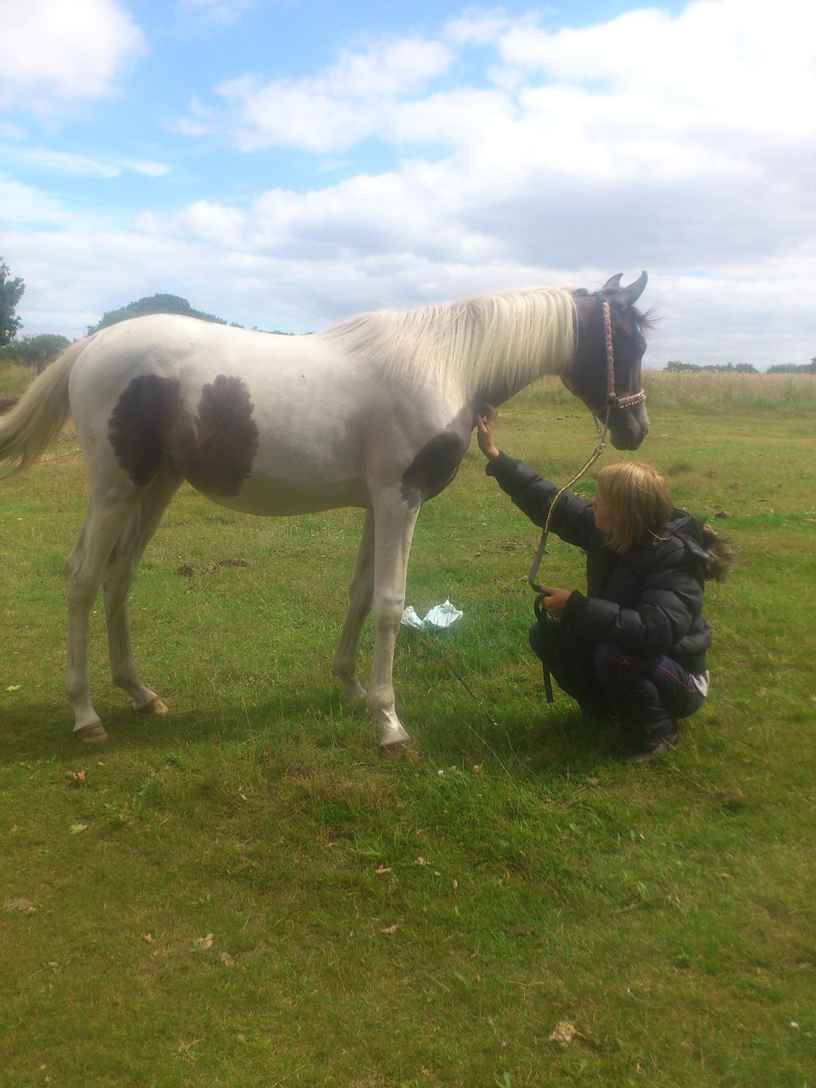 Pinto Araber JH Allonzy *Solgt* R.I.P. 18-01-2017 billede 32