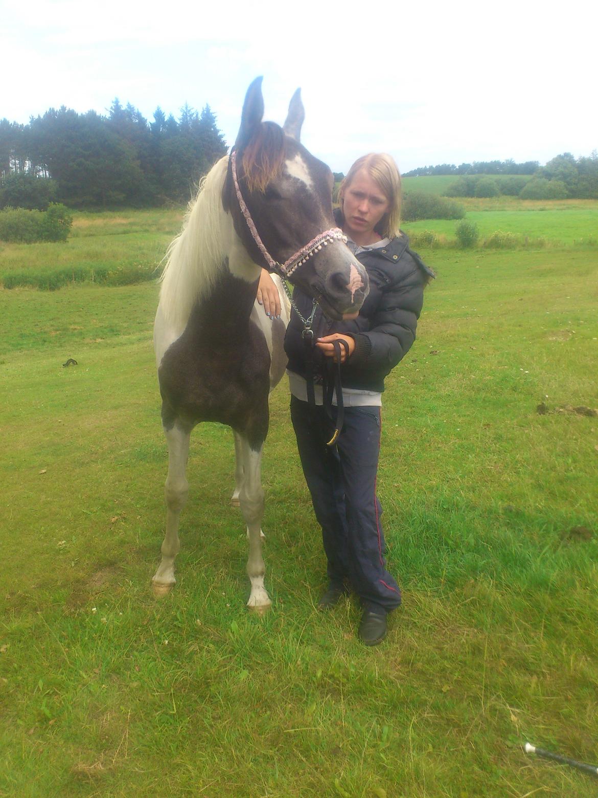 Pinto Araber JH Allonzy *Solgt* R.I.P. 18-01-2017 billede 33