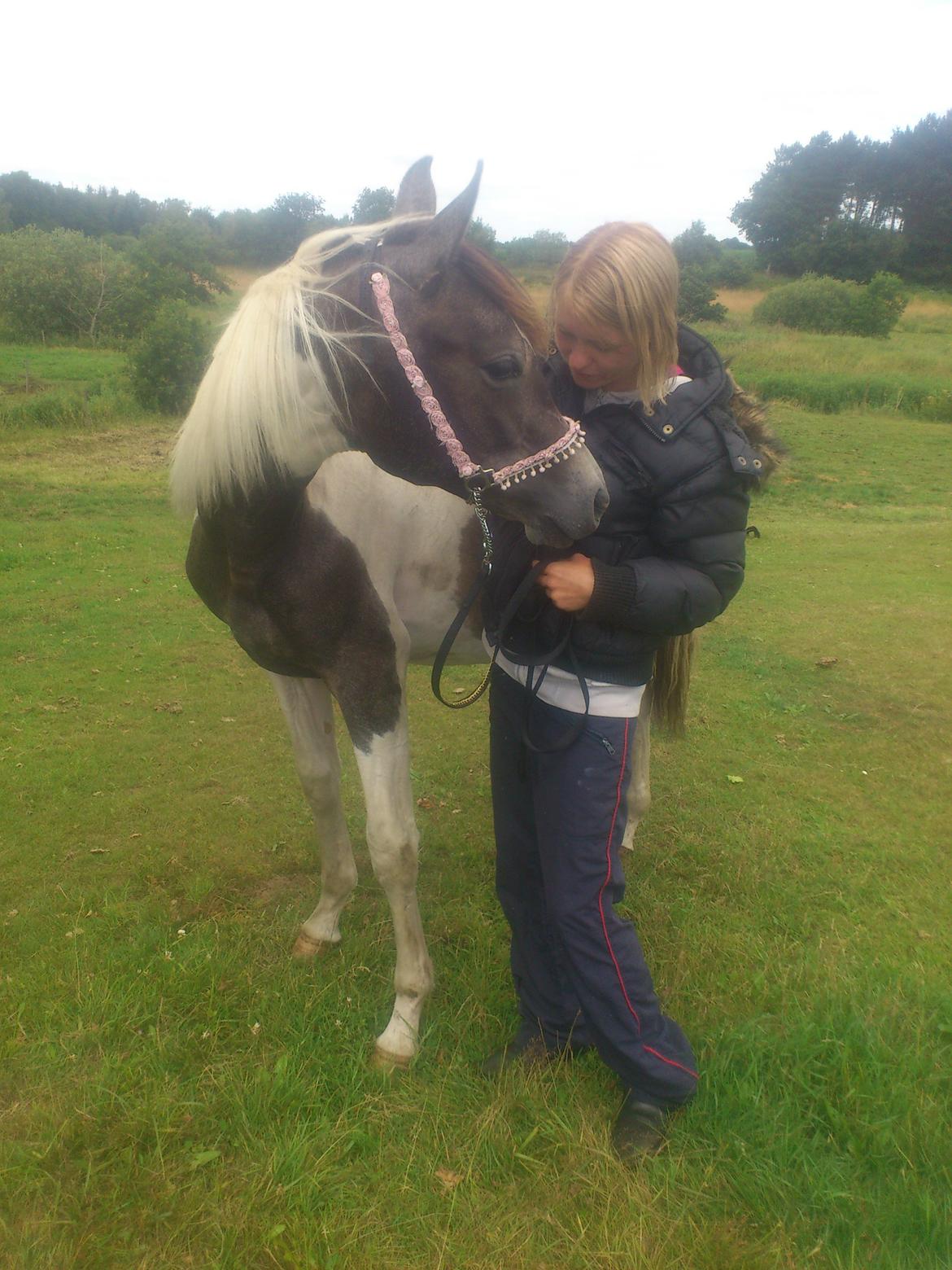 Pinto Araber JH Allonzy *Solgt* R.I.P. 18-01-2017 billede 34