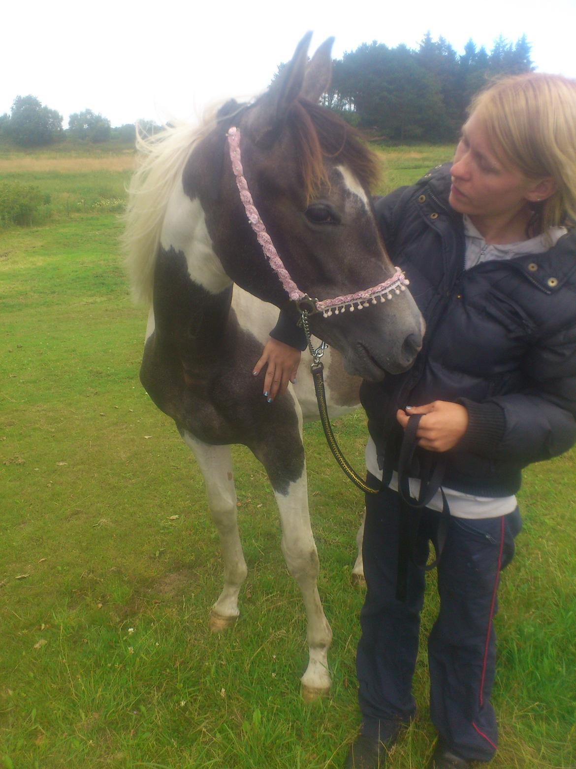 Pinto Araber JH Allonzy *Solgt* R.I.P. 18-01-2017 billede 35