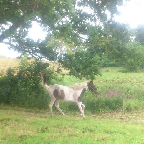 Pinto Araber JH Allonzy *Solgt* R.I.P. 18-01-2017 billede 36