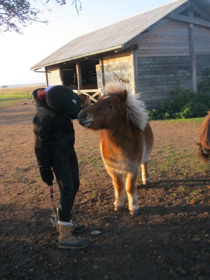 Shetlænder Jokum - Et godt stykke tid efter jeg var stoppet som hestepasser på ham. Stadig gode venner :') billede 7