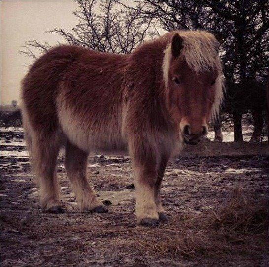 Shetlænder Jokum - En dag da jeg ventede på min far foran folden. Hes a little cutiecutiecutie! billede 3