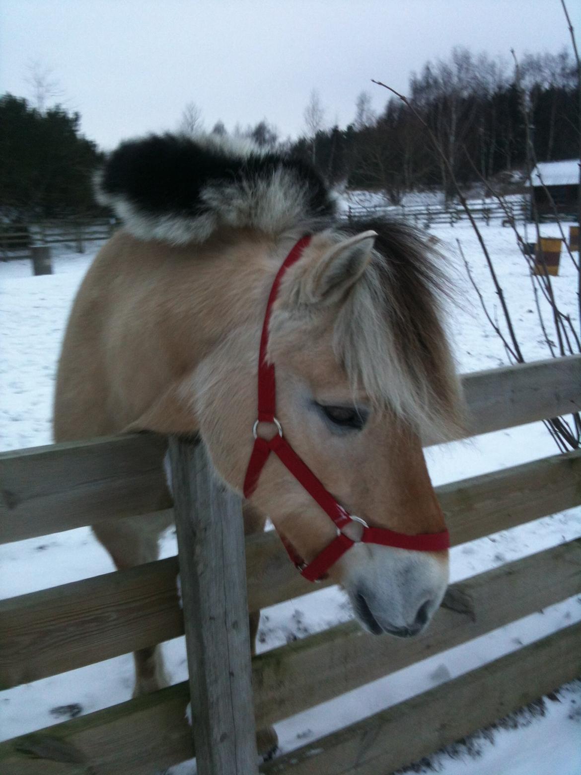 Fjordhest Misja billede 2