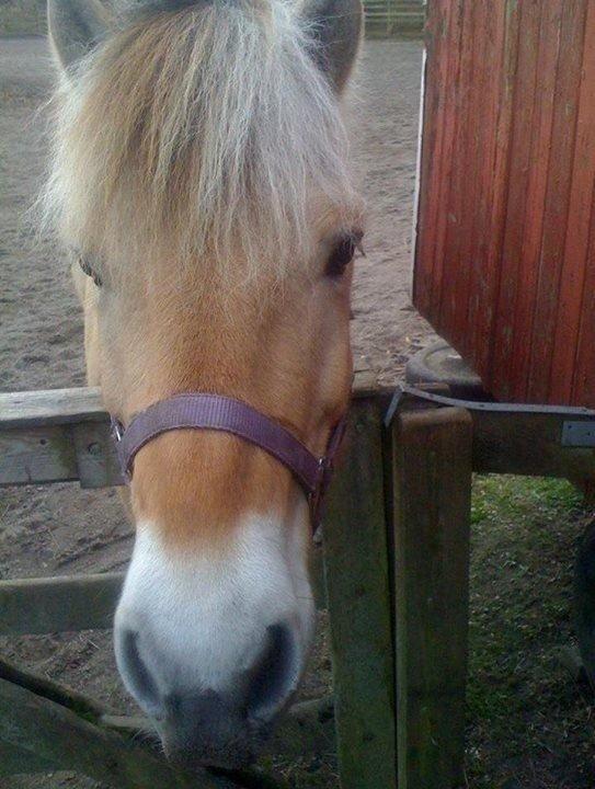 Fjordhest Misja billede 4