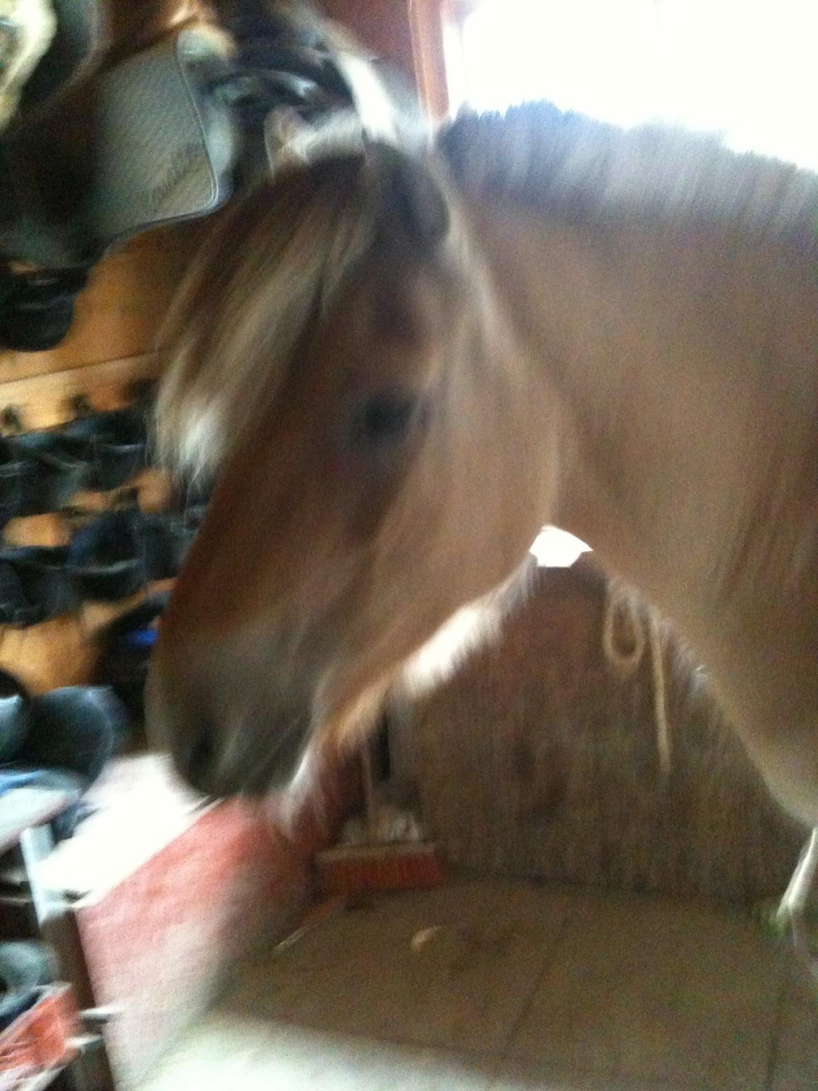 Fjordhest Misja billede 9