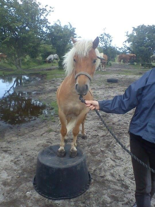 Shetlænder Jokum - Et andet af Jokums trick, som han lærte ret hurtigt :)  billede 10